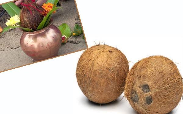 Women should not burnt coconut even after forgetting, know why it is considered inauspicious!